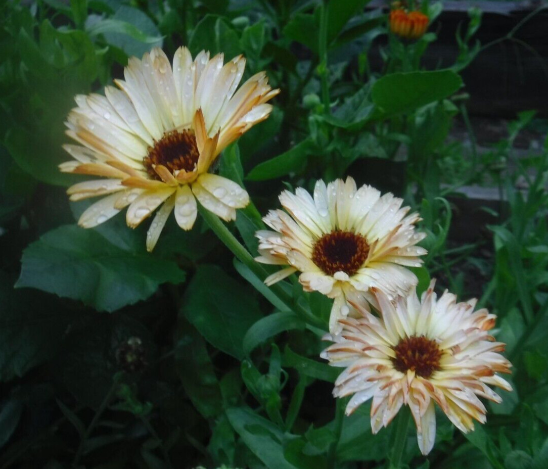 calendula mix 35+ Seeds