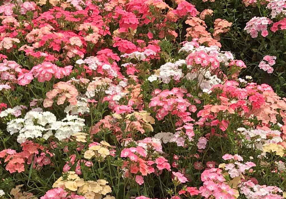1oz Pastel Shades Mixed Drummond Phlox Drummondii Flower Seeds 15,000+ Seeds