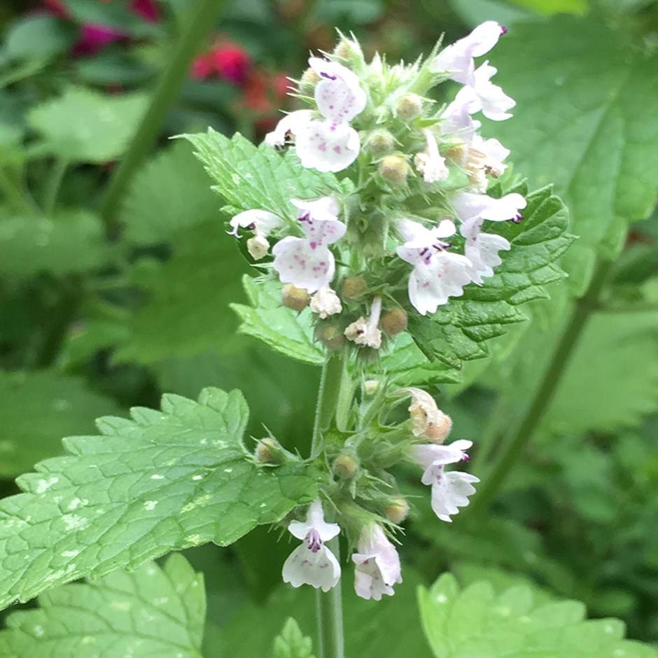 Nepeta cataria CATNIP Fragrant Leaves Seeds!
