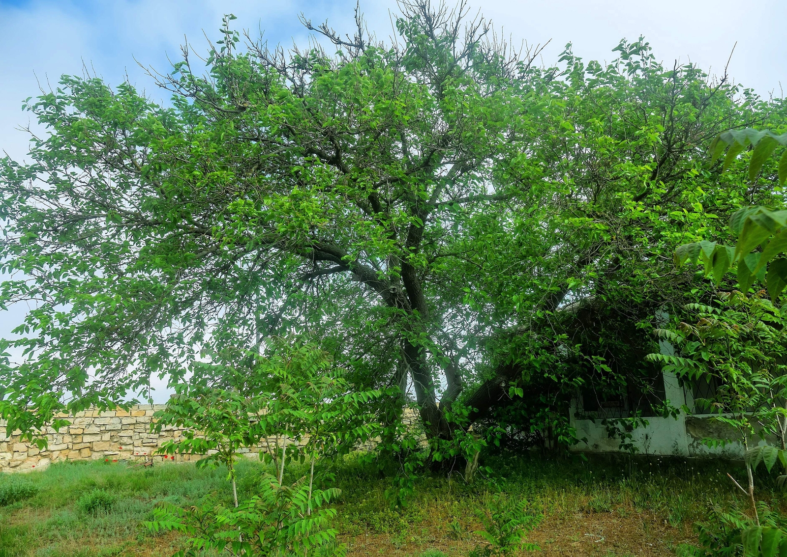 15 MULBERRY Tree Bush Morus Rubra Red Berry Fruit Seeds *Flat S/H
