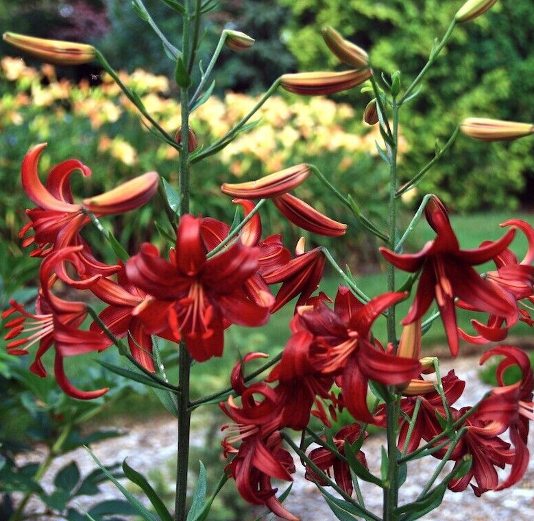 RED VELVET HUMMINGBIRD LILY FLOWER BULBS 4-5 FT TALL PERENNIAL LIVE PLANT FEEDER