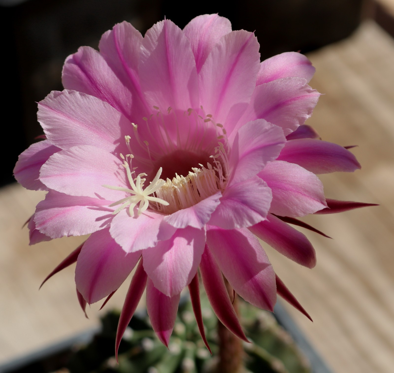 Echinopsis hybrid ‘Crimson’