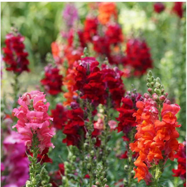 Snapdragon PASSION RED MIX Easy Grow Cut Flower Garden Non-GMO 1000 Seeds
