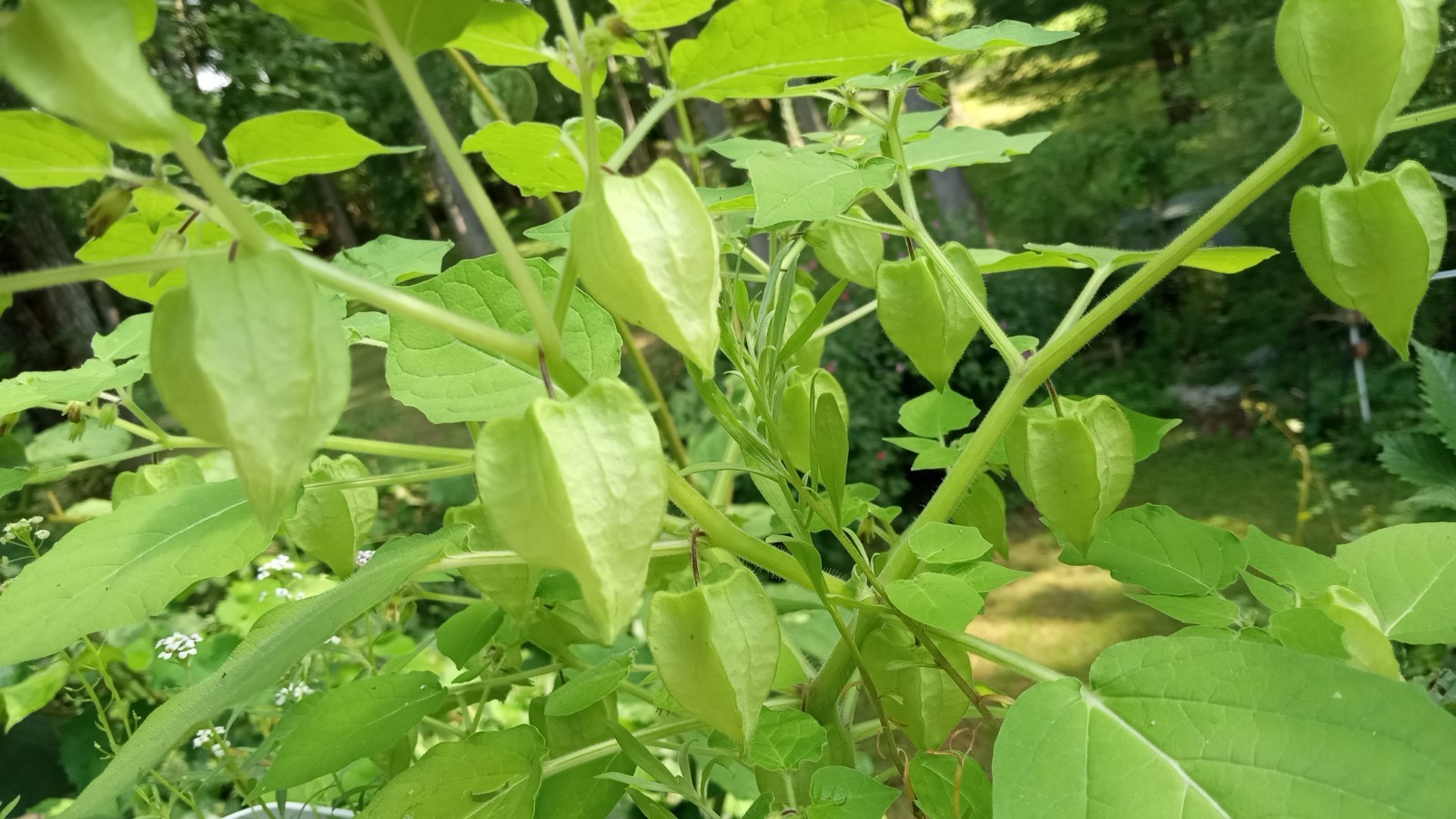 25 Rare Ground Cherry (Physalis pruinosa) Seeds.US Grown Seeds .Dwarf Plants.