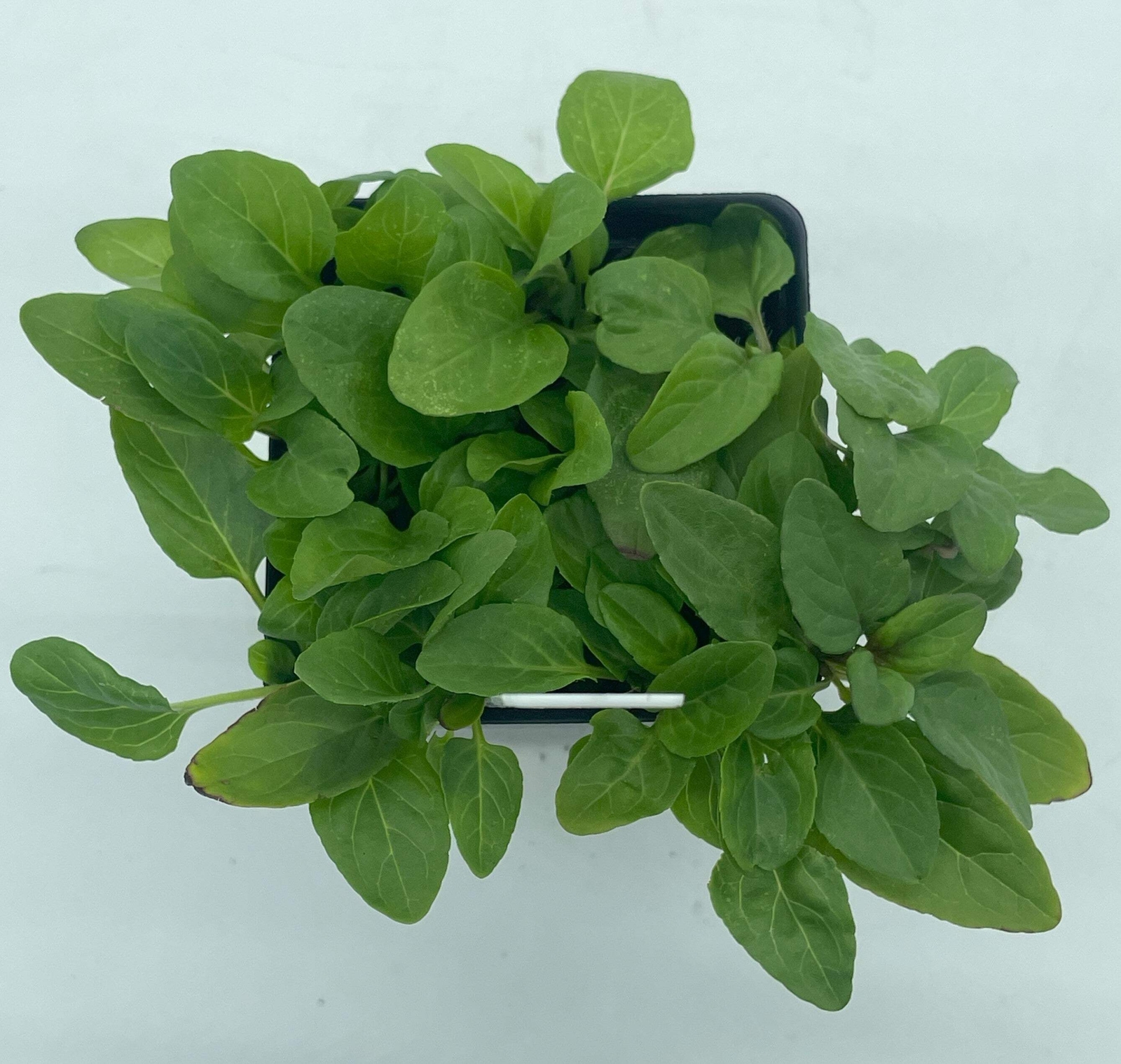 Self Heal / All Heal Starter Plant – Prunella Vulgaris – Great Cool Season Plant
