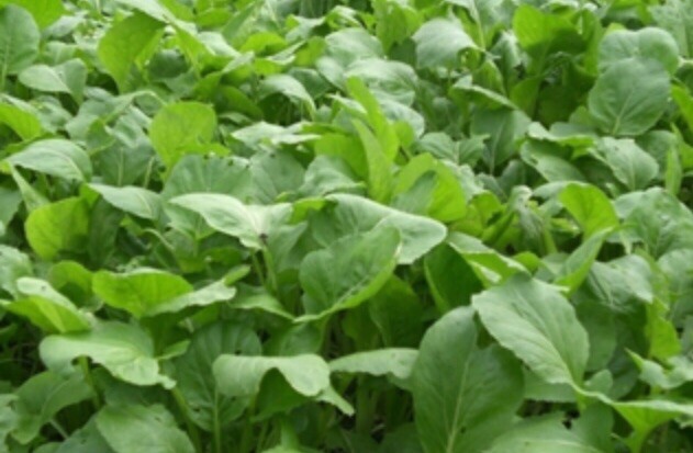 FreeShip 1-oz 12,000+ YU CHOI SUM / YOU CAI seeds; 青骨油菜 / 油菜心 USA