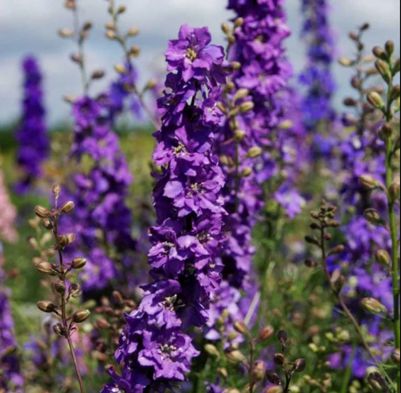 Rocket Larkspur Delphinium LILAC Cut Flowers Pollinators Bees Non-GMO 500 Seeds!