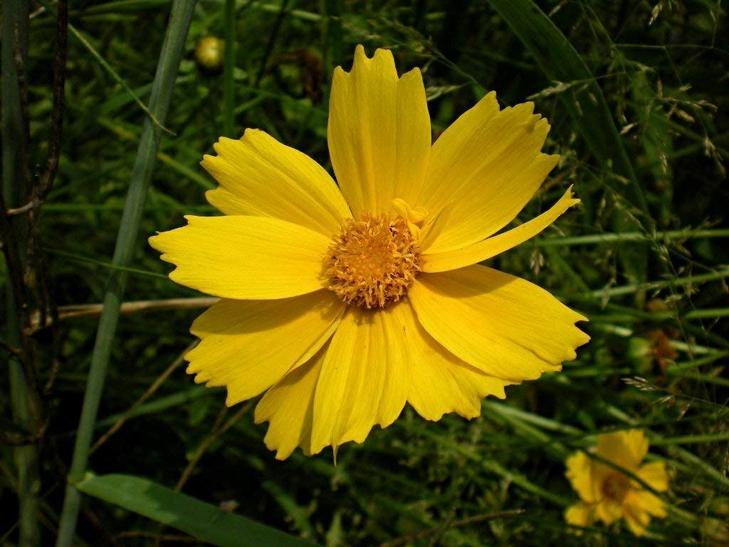 Lance-Leaved Coreopsis Flower Seeds,”COOL BEANS N SPROUTS” Brand. Home Gardening