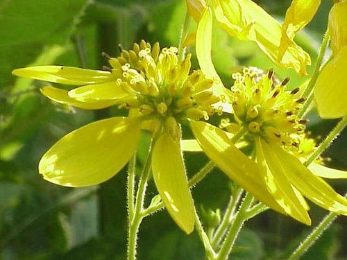 250 WINGSTEM/Yellow Ironweed Verbesina Alternifolia Flower Seeds