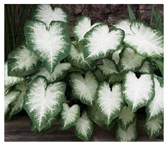 Aaron Caladium Bulb – One Top Size Bulb – Zones 9-11