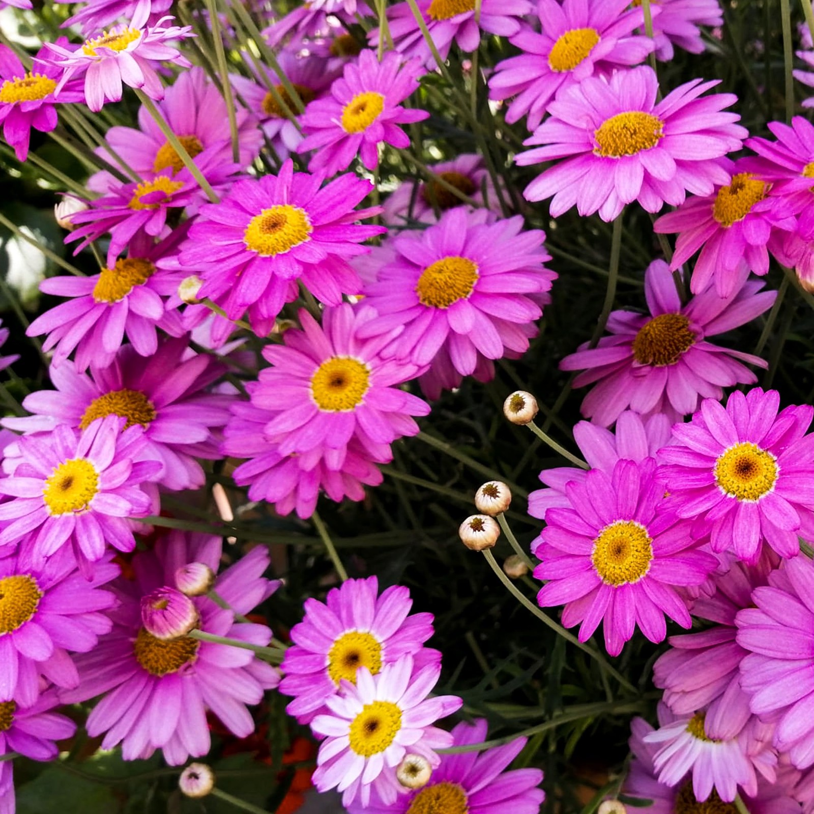 1000 PCS Pyrethrum Seeds Tanacetum Chrysanthemum Garden Flower Planting