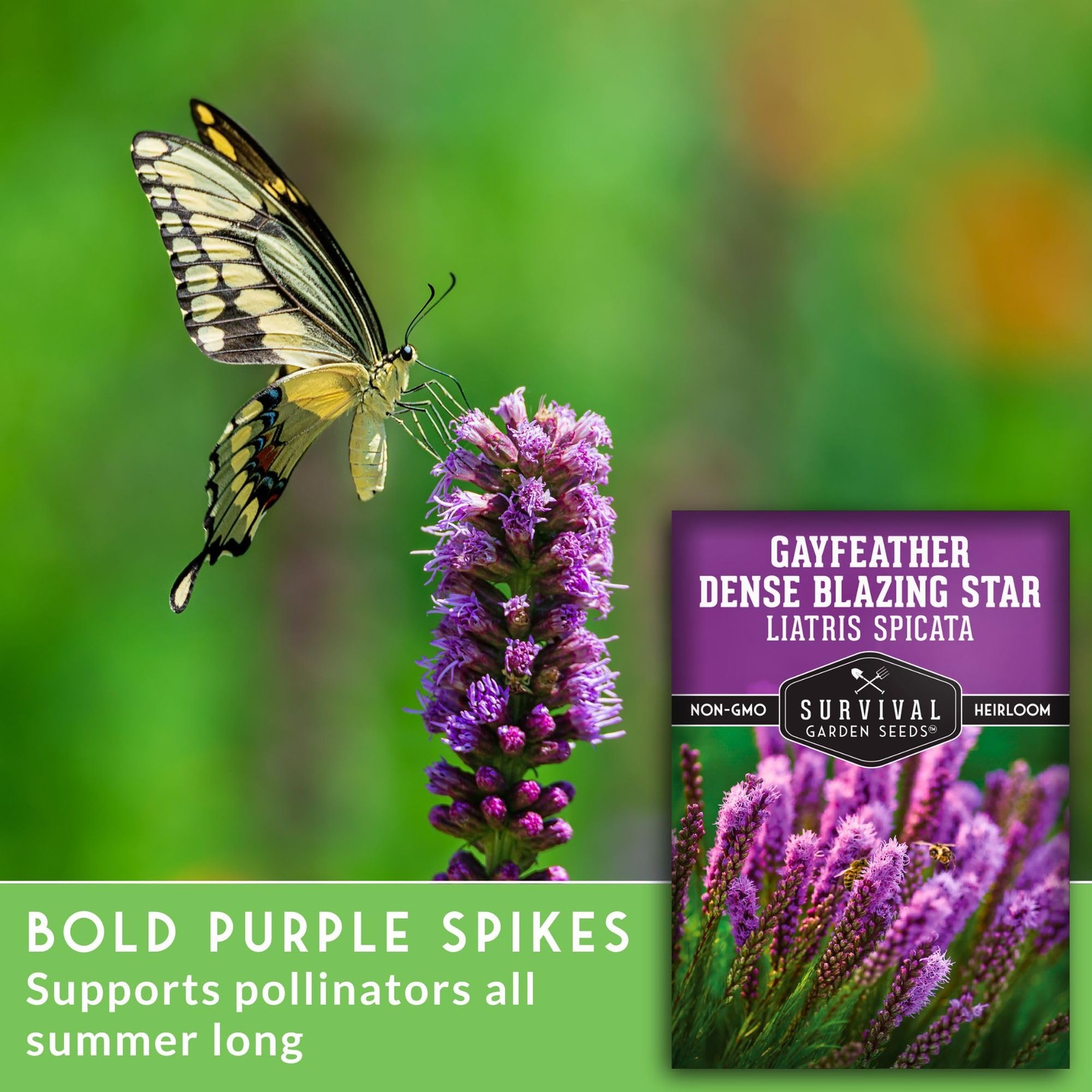 – Dense Blazing Star (Liatris spicata) | Gayfeather | Prairie Feather | North…