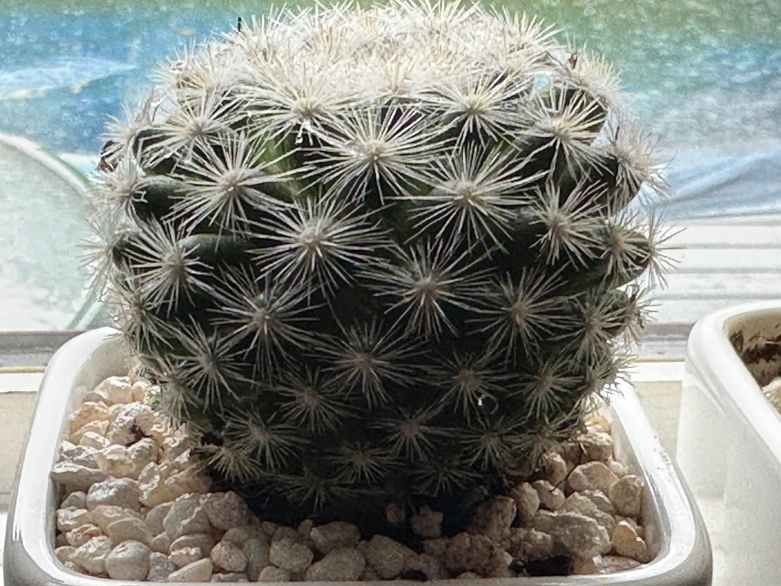 Mammillaria candida Live Snowball Cactus in 4″ pot FREE SHIPPING