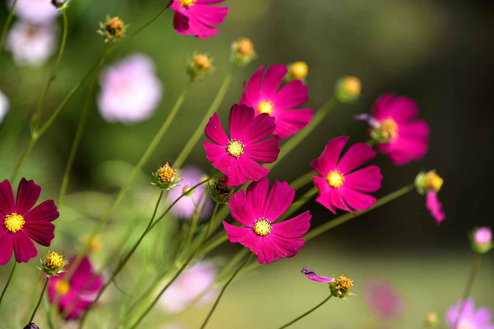 300 Wine Red TETRA VERSAILLES COSMOS Bipinnatus Hummingbird Flower Seeds