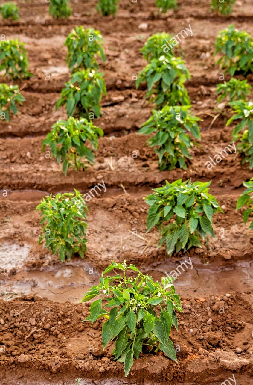 Purple Jalapeno hot chili pepper seeds non-gmo heirloom open pollinated