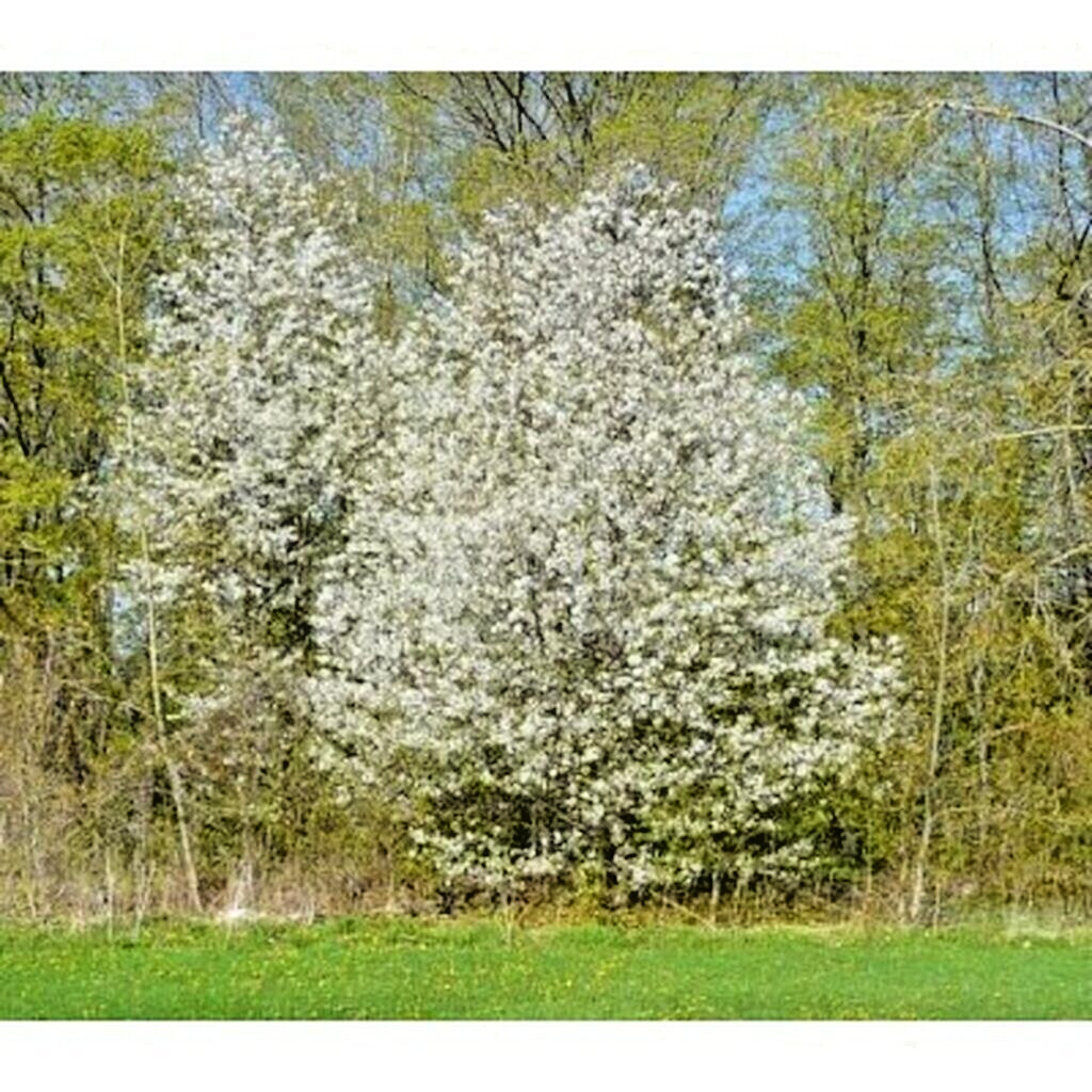 Pin Cherry Tree | Premium Seeds | Prunus pensylvanica ‘Spring’ | Plants’®