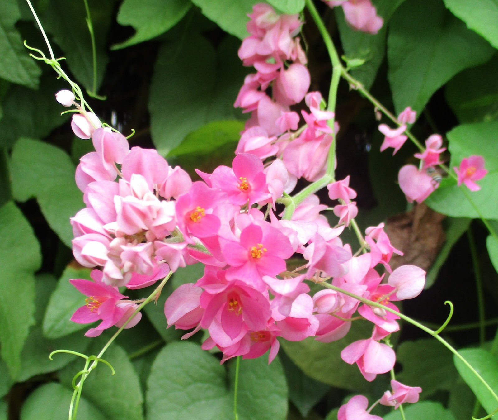 Coral Vine Antigonon leptopus~~SMALL Rooted Starter Plant~Butterflies love it!!!