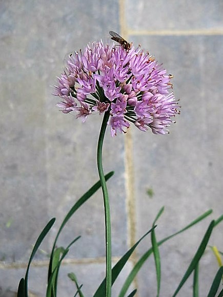 100 PRAIRIE ALLIUM Stellatum Prairie Onion Pink Flower Seeds *Combined Shipping