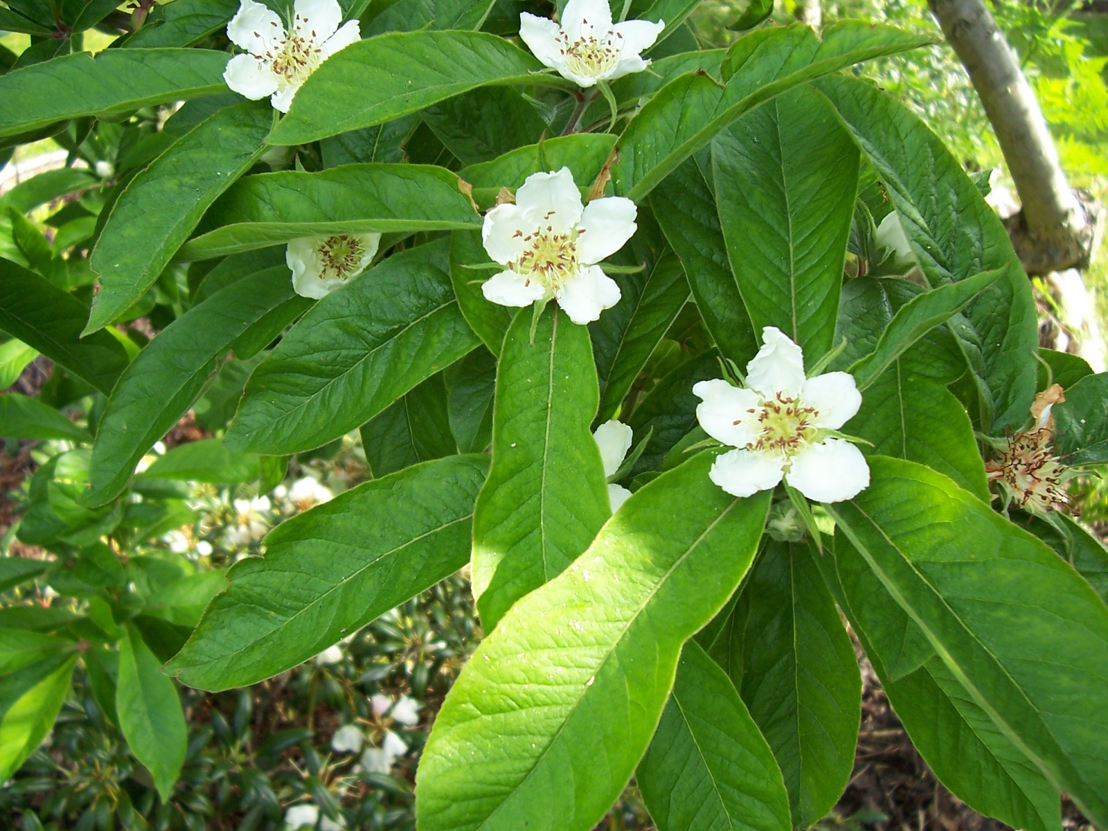 Showy Medlar, Mespilus germanica, Tree Seeds (Edible, Fall Color, Hardy)
