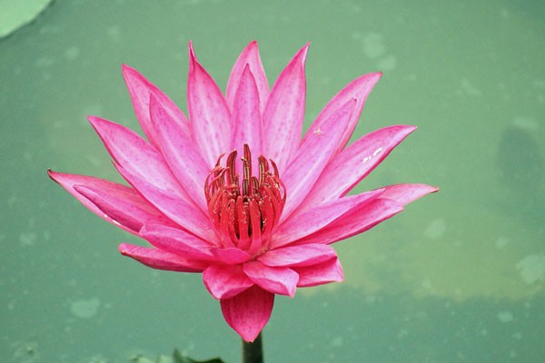 Nymphaea rubra | Red Cup | Red Flare | 10 Seeds