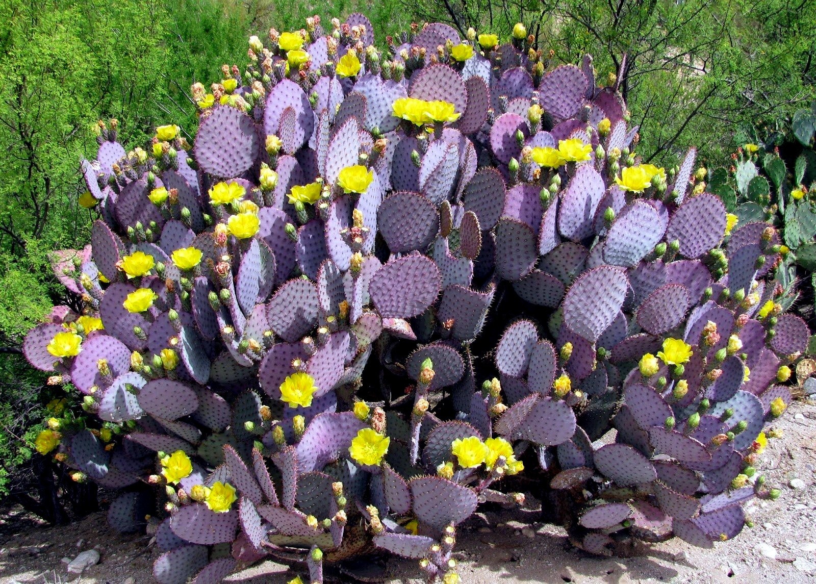 20 Purple Cactus Seeds (Opuntia Santa Rita) Prickly Pear Fruit Rare Fast Hardy-7