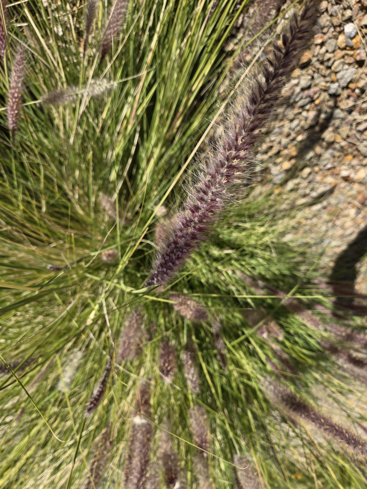 Chinese Pennisetum Fountain Ornamental Grass Seeds – 50 Seeds, Perennial