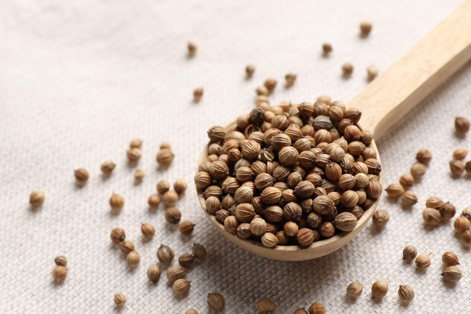 250 LEISURE CILANTRO / CORIANDER Coriandrum Sativum Herb Vegetable Seeds *CombSH
