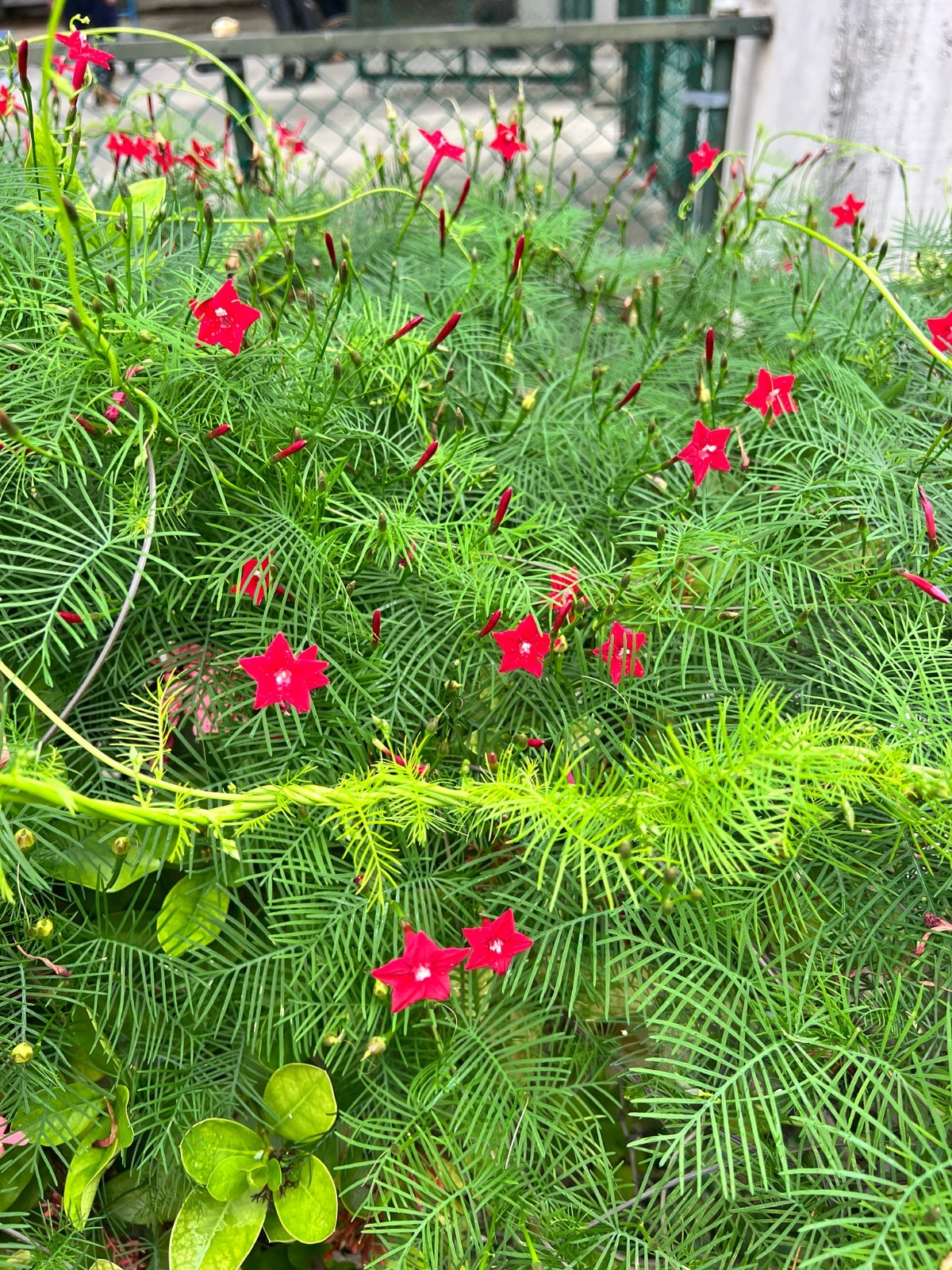 50 STAR GLORY SEEDS Cardinal Creeper Vine Flower Plant Butterflies Hummingbirds