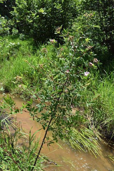 Rosa palustris | Wild Rose | Swamp Rose | Willow-Leaved Hudson Rose | 10 Seeds