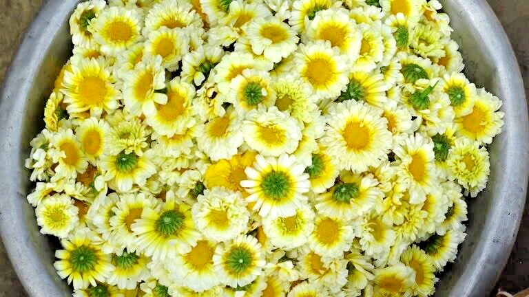 150 GARLAND CROWN DAISY SEEDS | 2026 FREE SHIPPING NON GMO HEIRLOOM