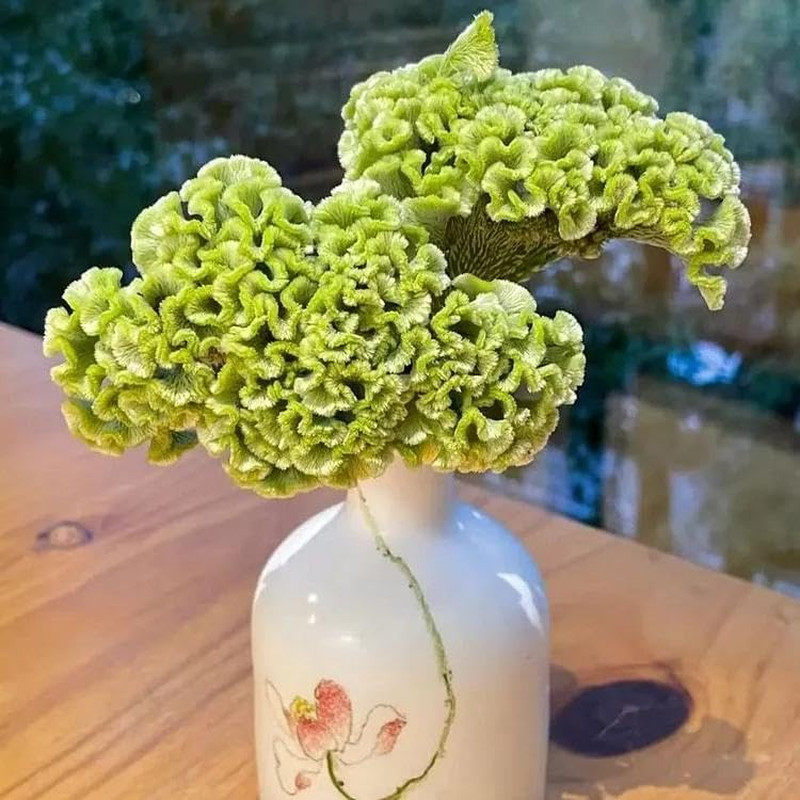 Mixed Cockscomb Seeds (Celosia Cristata) – 300 Pcs Annual, Heat & Drought Tolera