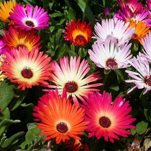 2,500+ Ice Plant Livingstone Daisy Organic Succulent Flower Seeds Mixed Colors
