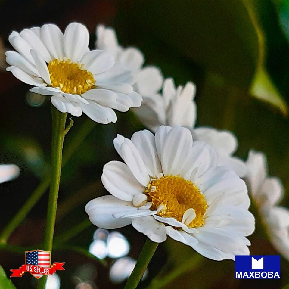 Feverfew Seeds Tanacetum parthenium Non-GMO Garden Herb Fresh