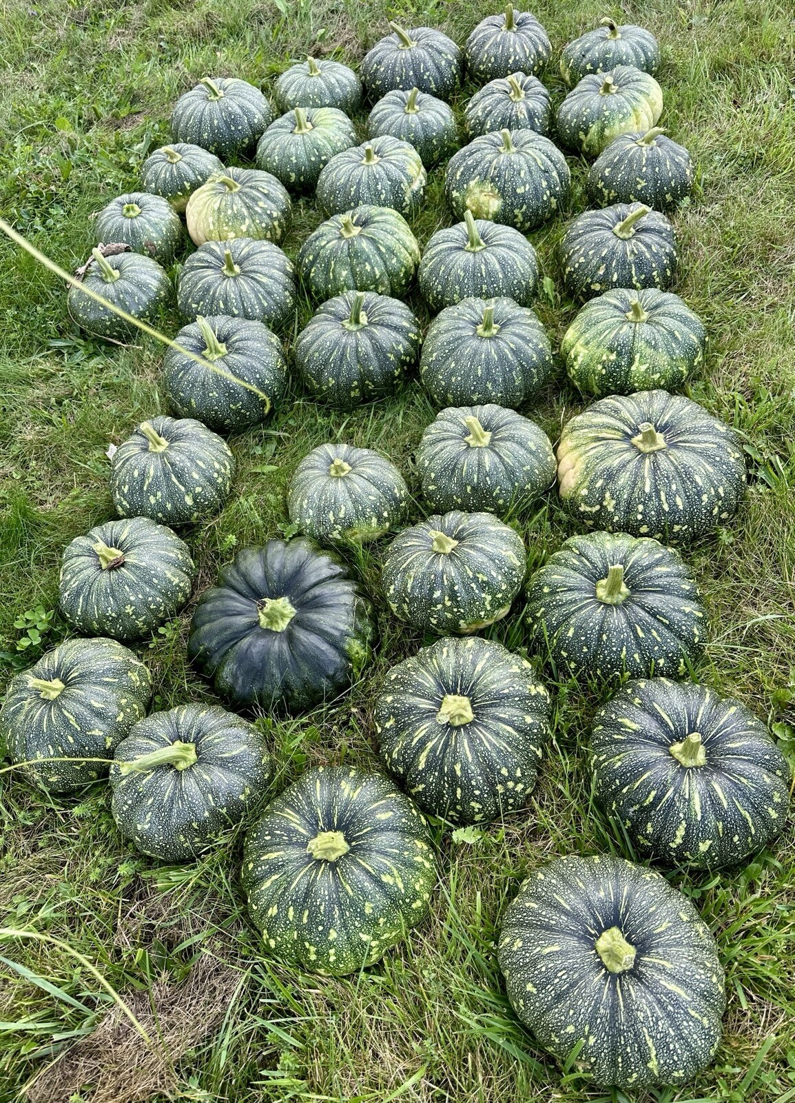 Pumpkin – Bangla Sweet Spotted – Dotted Pumpkin- 10 Indian sweet Pumpkin Seeds