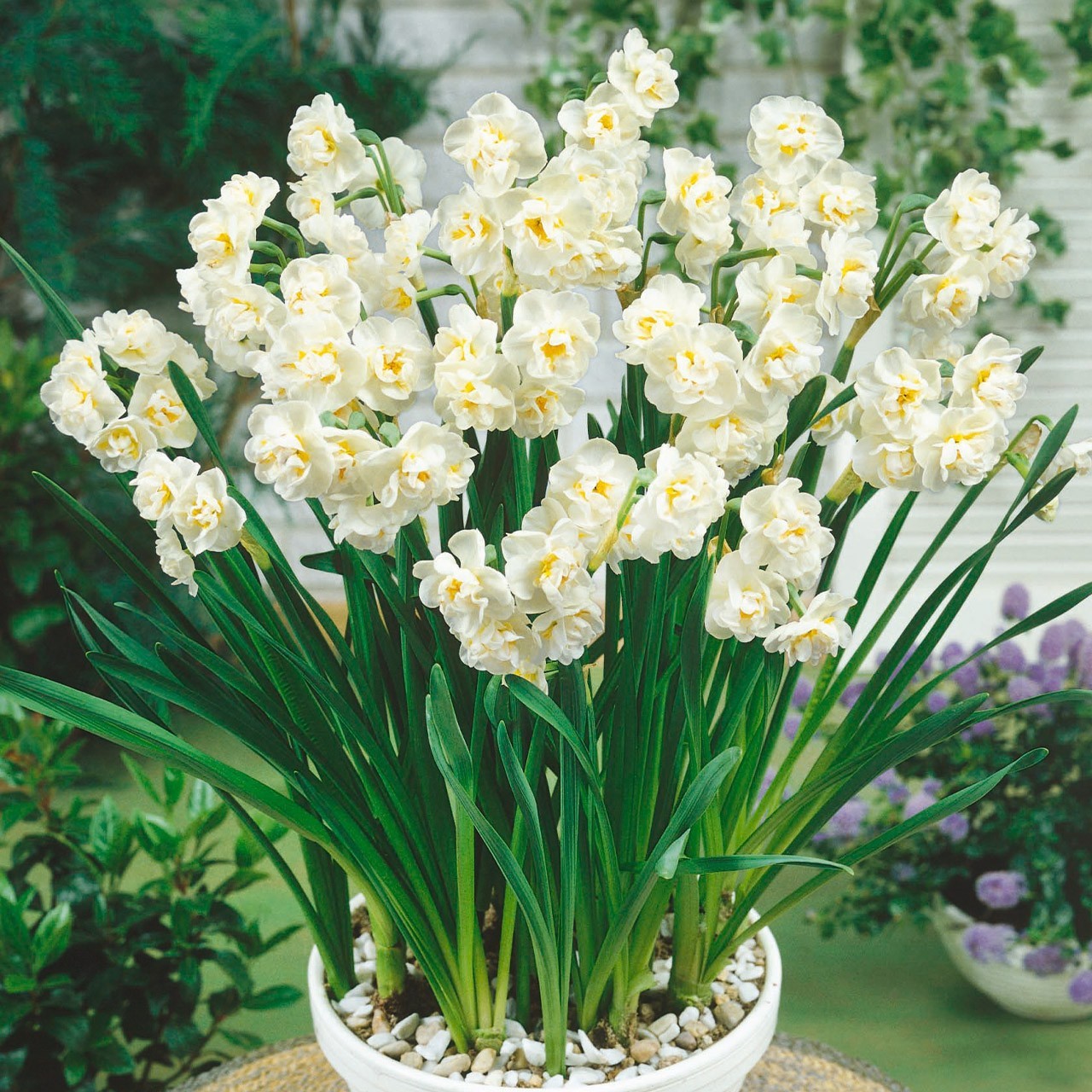 Daffodil Bridal Crown Bulbs – 12 Bulbs per order