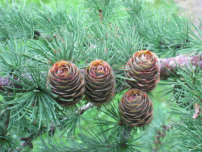 Japanese Larch, (Larix kaempferi) Larix leptolepis, Tree Seeds, (Fall Color)