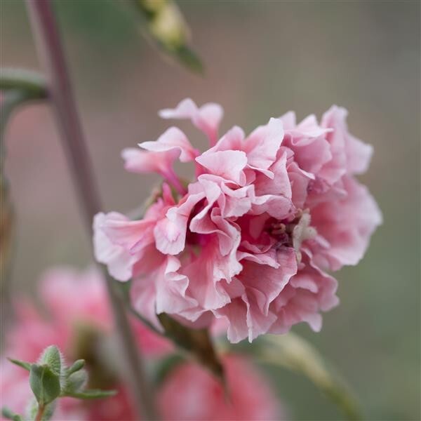 Clarkia Enchantress – 25 Seeds, Non-GMO