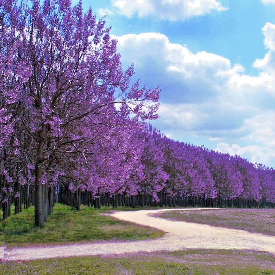 50 Royal Empress (Paulownia tomentosa) Seeds “FASTEST GROWING TREE in the WORLD”
