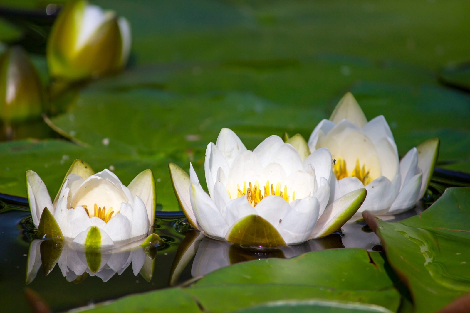 10 WHITE WATER LILY Pad Nymphaea Ampla Asian Lotus Flower Pond Seeds *Comb S/H
