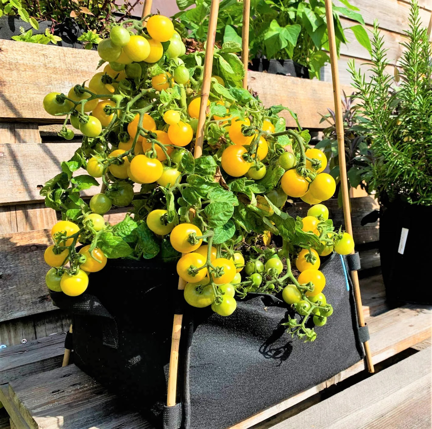 Patio Choice F1 Yellow Tomato (Dwarf) Seeds – For 2026 Planting AAS Winner