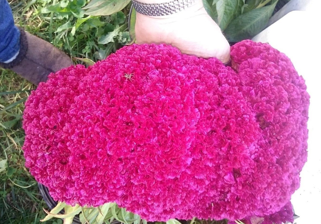 Hot NEON Purple Brain Head Celosia – 3-4 FT TALL- 25 SEEDS – Comb.S/H