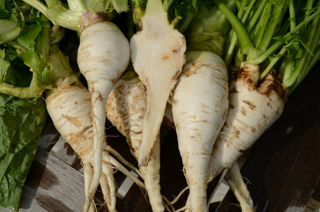 Shogoin Turnip Seeds, Japanese Salad, NON-GMO, Variety Sizes, FREE SHIPPING