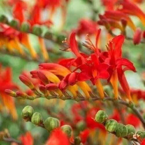 LUCIFER Crocosmia Bulbs 8+ cm or starter plant (You Choose) – US Seller