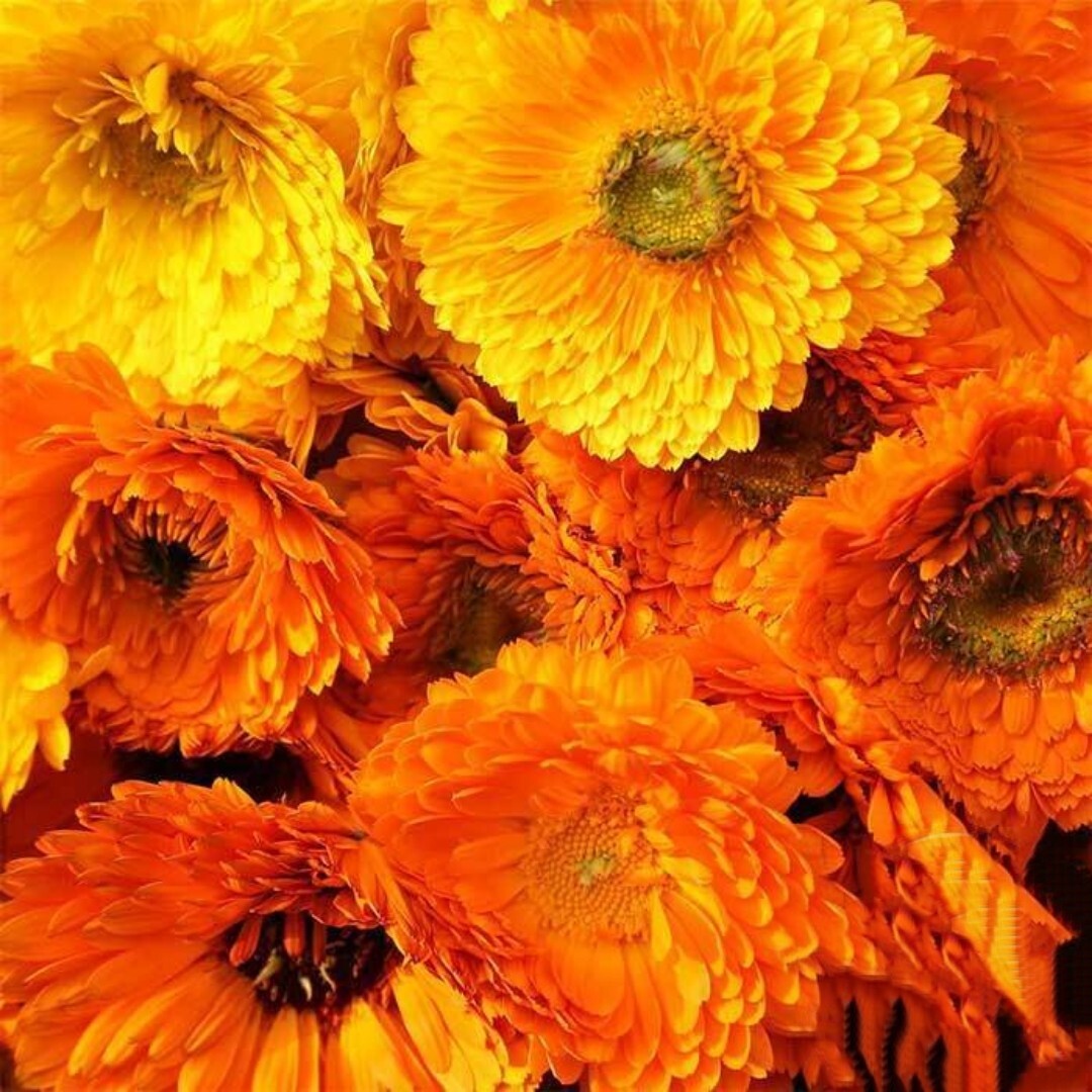 100+ CALENDULA PACIFIC BEAUTY MIX | FRESH SEEDS | Beautiful Flowers