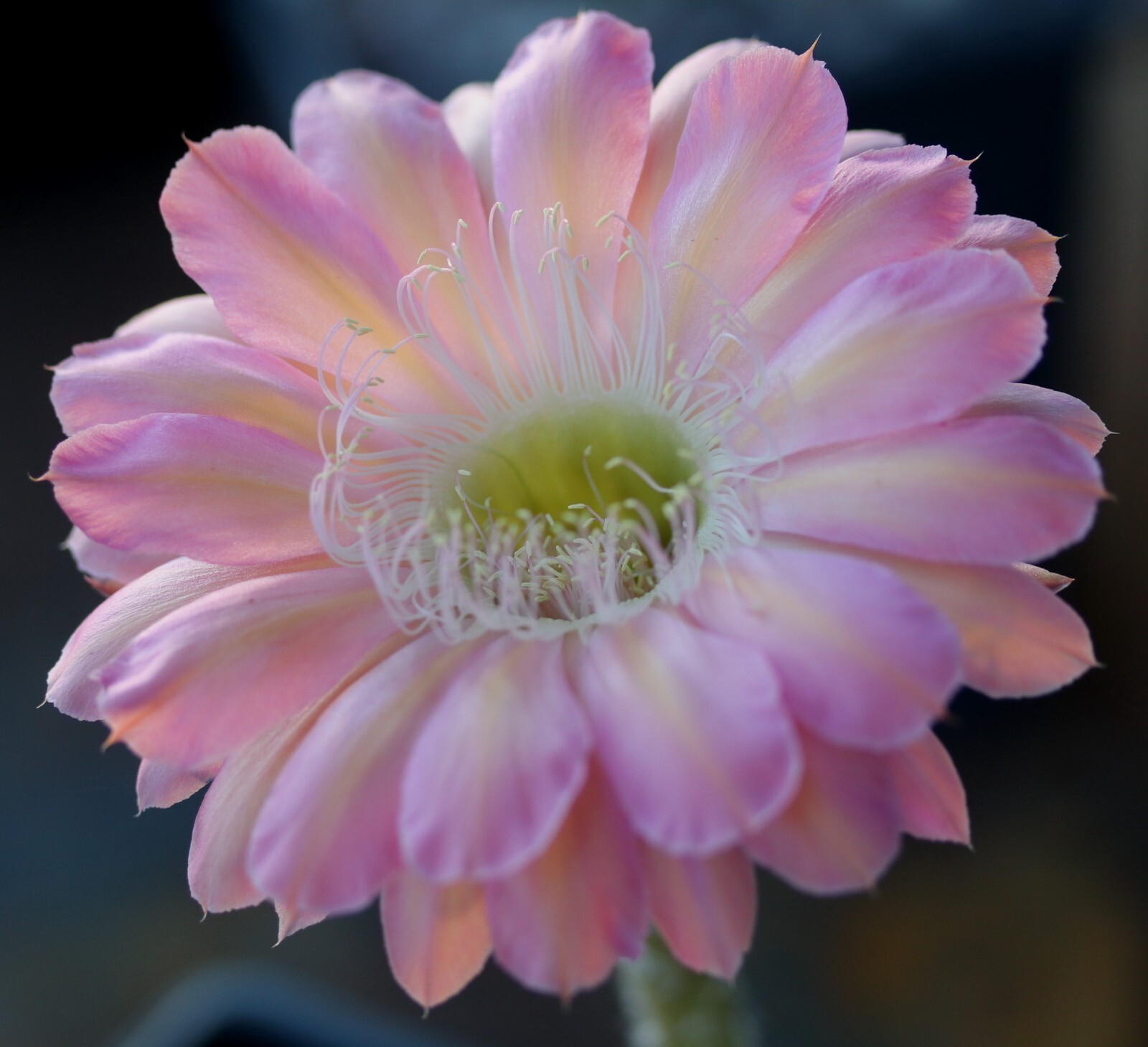Echinopsis hybrid ‘Minuet’