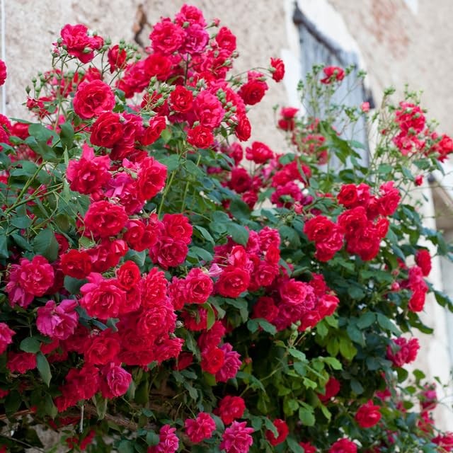 250 Mixed Climbing Rose Seeds – Fragrant Vibrant Climbing Blooms, Decorative …