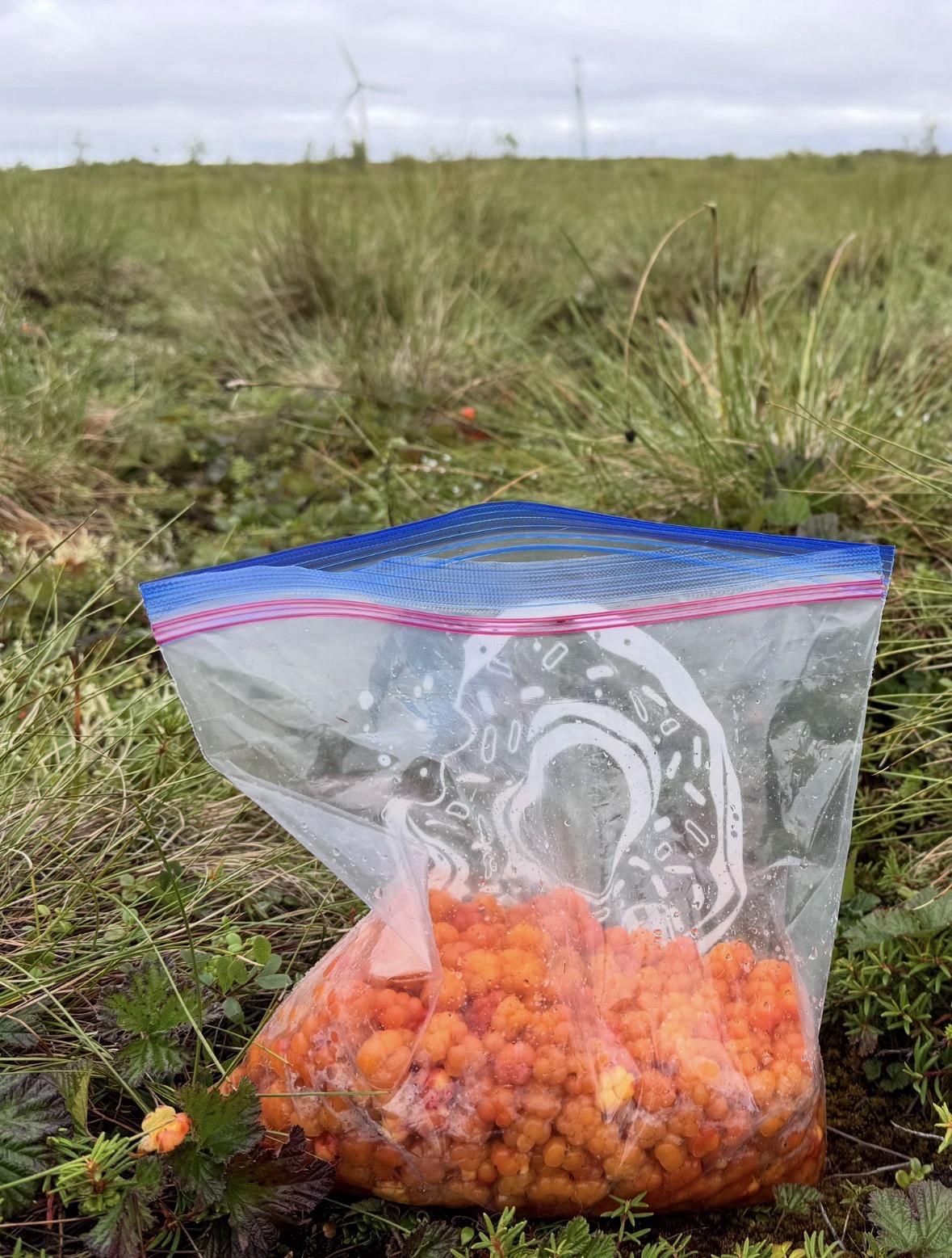 Cloudberry Seeds (10 Total) Rare Arctic Berry Plant (Rubus Chamaemorus)
