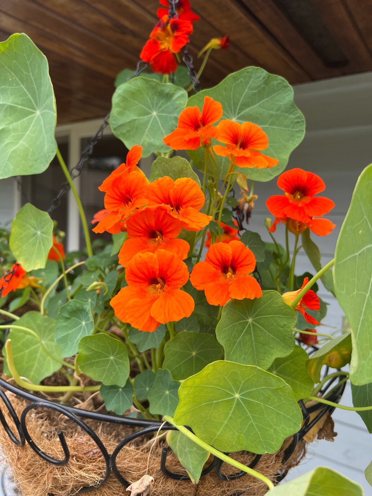 Empress of India Nasturtium Seeds | Organic | Edible Flower | Wholesale | Bulk