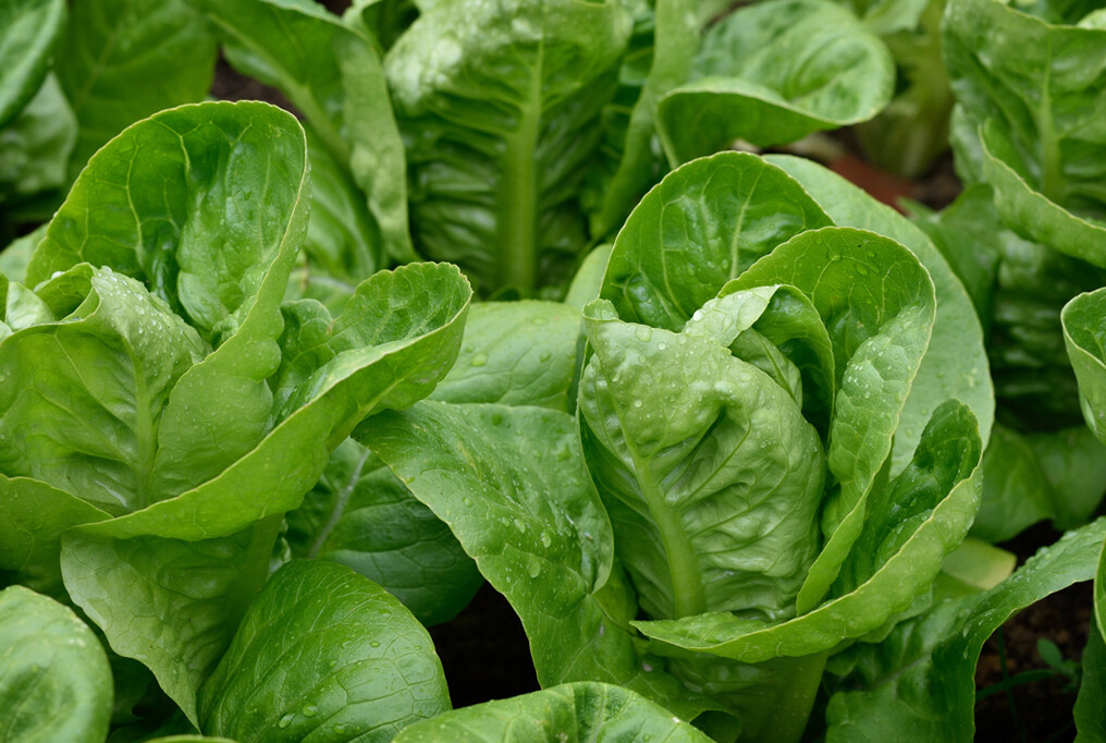 Parris Island Cos Romaine Lettuce Seeds 600+ Vegetable NON-GMO US FREE SHIPPING
