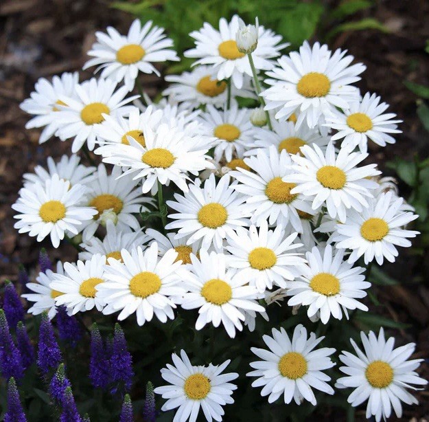 ALASKA SHASTA DAISY SEEDS (Chrysanthemum maximum)- 1000 Seeds | Perennial Garden